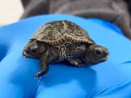 Two-headed turtle found on Cape Cod - The Boston Globe