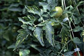 Image result for Lepistemon owariensis