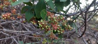 Image result for Searsia longipes