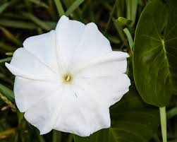 Image result for Ipomoea violacea