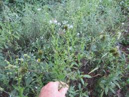 Image result for Bidens flagellata