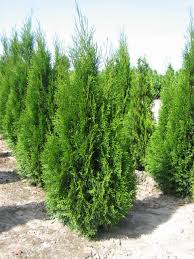 In diesem video wird euch gezeigt, wie man eine hecke pflanzt. Thuja Lebensbaum Kaufen Pflanzenhof Moosheide