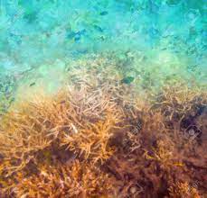 Original abstract coral reef painting. Digital Artistry Illustration Abstract Watercolor Painting Stock Photo Picture And Royalty Free Image Image 143380277