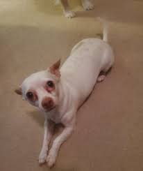 They were believed to be spirit guides that protected souls as they traveled through the underworld. Chihuahua Dog Wikipedia