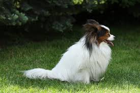 Papillon information including personality, history, grooming, pictures, videos, and the akc breed standard. Papillon Familienfreundlich Und Sehr Aktiv Das Magazin Fur Tierfreunde