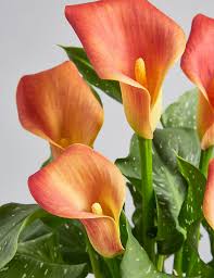 Try drive up, pick up, or same day delivery. Calla Lily Plant M S