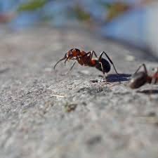 Wer ameisen im haus hat, kann sehr wohl klebeband anbringen. Ameisen In Wohnung Und Garten So Vertreibt Man Die Kleinen Krabbeltiere Verbraucher