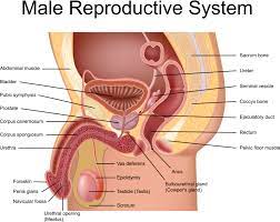 Once the bladder becomes full, urine flows through the urethra and leaves the body at the urethral meatus, which is located at tip of. Male Anatomy Labeled Anatomy Drawing Diagram
