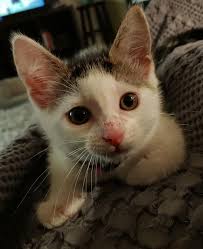 Mowgley is looking for a new home. He is about 8 months old. He is neutered  and has all of his shots. Very sweet and playful, but our children stress  him out