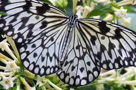 Ihre eintrittskarten kaufen sie bitte nur an der kasse im schmetterlingshaus. Schmetterlingshaus Insel Mainau