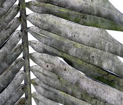 Now scrutinize the rest of the trunk for signs. Common Palm Tree Problems In South Florida Complete Guide