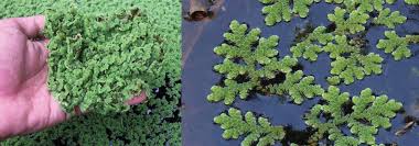 Image result for Azolla