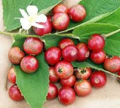 Image result for kersen