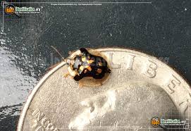 Image result for Blotiella natalensis