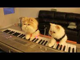 Kitten Duet Spooky Halloween Music On Keyboard Piano Funny Cat Compilation Funny Cat Videos Kittens Funny