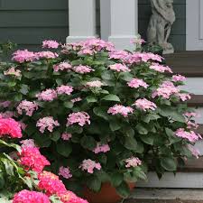 We are excited to announce our plans to reopen on march 4th, and we look forward to seeing your friendly, masked faces again. Let S Dance Starlight Hydrangea Spring Meadow Wholesale Liners Spring Meadow Nursery
