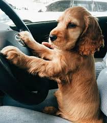This Little Guy Is Probably A Better Driver Than Me Chiot Cocker Animaux Les Plus Mignons Chiots Epagneul