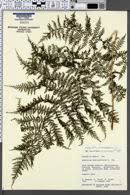 Image result for Athyrium lewalleanum