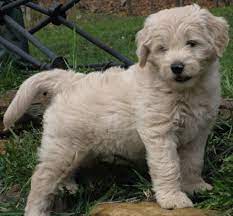 Goldendoodles are not currently recognized as a distinct breed by the american kennel club (akc), the united kennel club (ukc). Mini Goldendoodle Puppies For Sale In Pa California Ny Others Mini Goldendoodle