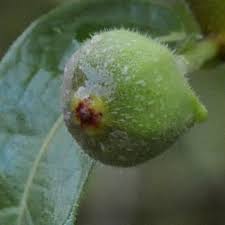 Image result for Ficus pygmaea