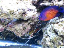 Coral Beauty Angelfish Youtube