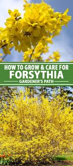 How To Grow And Care For Forsythia Gardener S Path In 2020 Flower Landscape Pruning Forsythia Forsythia
