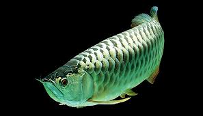Harga ikan koi yang paling mahal sebelum ini dijual pada harga he previous best price was around as$500,000 (rm2.09 juta). 6 Spesis Ikan Tropika Paling Mahal Di Dunia Iluminasi