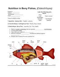 In humans, the heart is about the size of a clenched fist; Internal Anatomy Of A Bony Fish