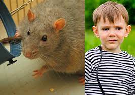 Îles au proﬁt de la biodiversité. Un Rat Devore Un Enfant A Bruxelles