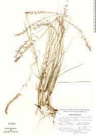 Image result for Hyperthelia dissoluta