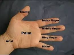 The joint of the knuckle allows me to move my finger up and down. What Are The Names Of All Five Fingers Quora