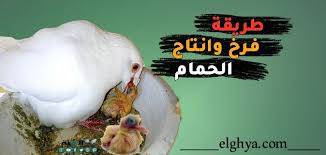 متى يستطيع فرخ الحمام الاكل لوحده. Ø·Ø±ÙŠÙ‚Ø© ÙØ±Ø® ÙˆØ¥Ù†ØªØ§Ø¬ Ø§Ù„Ø­Ù…Ø§Ù… Ø¨Ø§Ù„ØªÙØµÙŠÙ„ Ø§Ù„ØºÙŠØ©