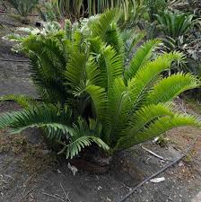 Image result for Encephalartos aplanatus