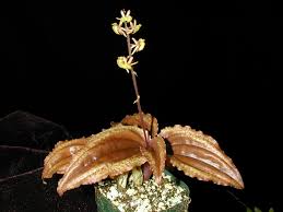 Image result for Malaxis