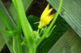 Image result for female flowers cucumber