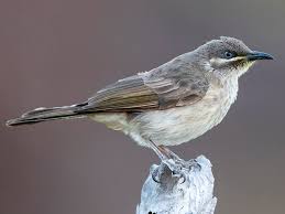 Image result for Melhania forbesii