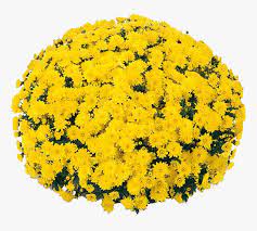 Chrysanthemum and red maple leaf. Belgian Mums Padre Yellow Yellow Mum Hd Png Download Transparent Png Image Pngitem