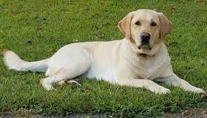 Jul 08, 2021 · sunnydaze labradors has been exhibiting and a preservation breeder of the traditional labrador retriever since 1987, based in bellingham, washington. Labrador Retrievers For Sale Bend Oregon