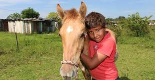 Menino Viraliza Ao Pedir De Natal Milho Para O Seu Cavalo Razoes Para Acreditar