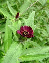 Image result for Aspilia kotschyi