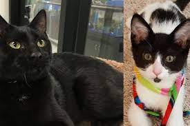 Couple Adopts Shelter Cat Then Goes Back For His Best Friend Love Meow