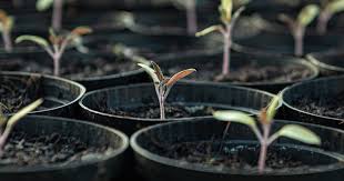 4.2 tomatenaussaat mit viel licht. Alphabeet Magazin Tomaten Saen