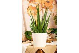 Die echte aloe vera wird dir vielleicht als bekannte heilpflanze gegen hautverletzungen und hauterkrankungen unterschiedlichster art bekannt sein. Echte Aloe Topfgrosse O15cm Aloe Vera Kaufen Bei Coop Bau Hobby