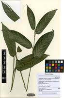 Image result for Marantochloa congensis