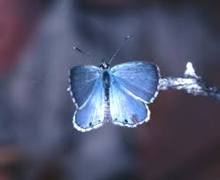 Miami Blue Fund Butterfly Species Photo Composition Florida State Parks
