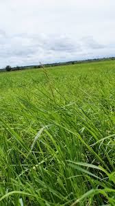 Image result for Oryza longistaminata
