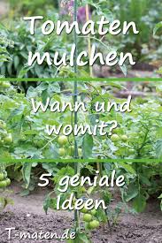 Tomaten Mulchen 5 Geniale Ideen Tomaten Garten Mulchen Tomaten Anbauen