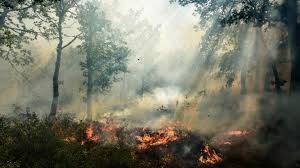 Le feu de forêt se propage dans le var, dans la nuit de lundi à mardi. 9blnmzcf7o9jam