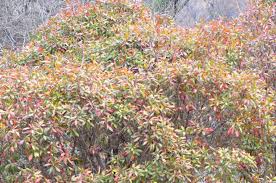 Image result for Heterotis canescens