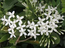 Image result for Pavetta gerstneri